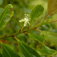 Erythroxylum monogynum Roxb.